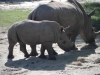animals-q-c-640-480-1