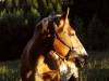 animals-q-c-640-480-10