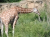 animals-q-c-640-480-4