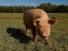 animals-q-c-640-480-6