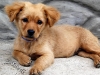animals-q-c-640-480-8
